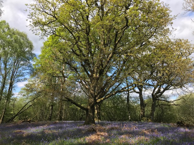 Agnostic Scotland Community Connection Gatherings are a wonderful way to meet others, relax in nature and enjoy social time.